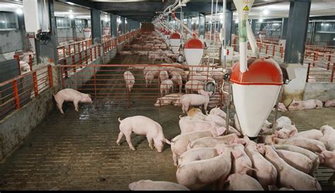 发改委：今后几个月 国家生猪价格调控工作的重点是防范价格过快上涨农业资讯-农信网