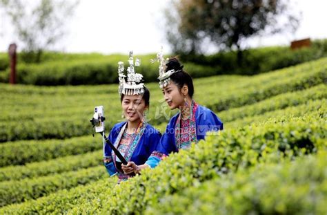 广西三江：线上订购平台助力茶叶畅销-人民图片网