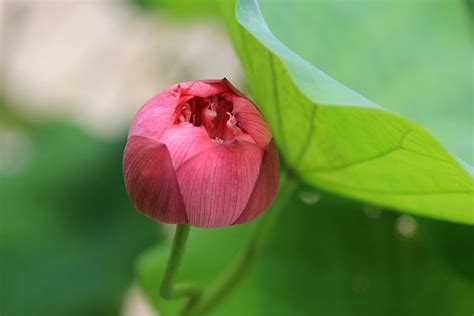 含苞欲放的郁金香花朵高清图片下载_红动中国