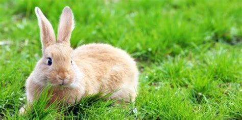 兔子的尾巴为什么那么短？兔子的尾巴有什么作用？_法库传媒网