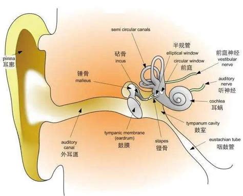 听觉系统的奥秘——用耳朵听时间_振动_化学_电路_电子-仿真秀干货文章