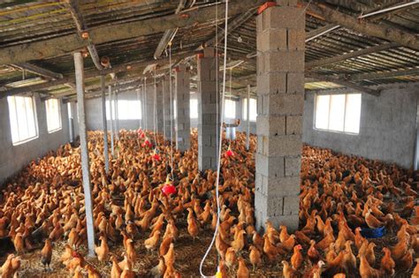 湖北大棚养鸡场图片「河南凤银牧业养殖设备供应」 - 杂志新闻
