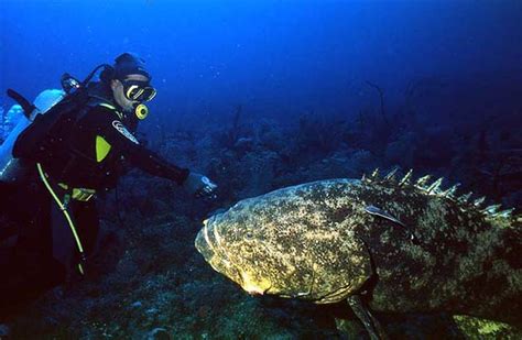 科学网—太平洋发现新种巨型石斑鱼