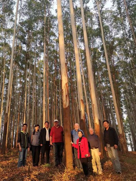 广西东门林场全力推进营林机械化 促进现代林业提质增效_行业新闻_资讯_整木网
