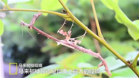 螳螂的进化史,100种常见昆虫图鉴,远古螳螂_大山谷图库