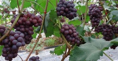 葡萄的种植方法-农百科