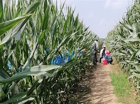 【暑期社会实践】走进玉米育种试验基地，感悟乡村振兴政策-华中农业大学植物科学技术学院