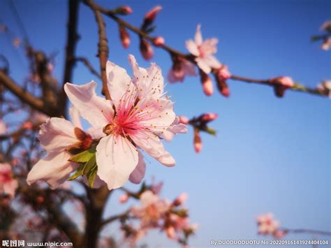 桃花盛开高清图片下载-正版图片500880297-摄图网