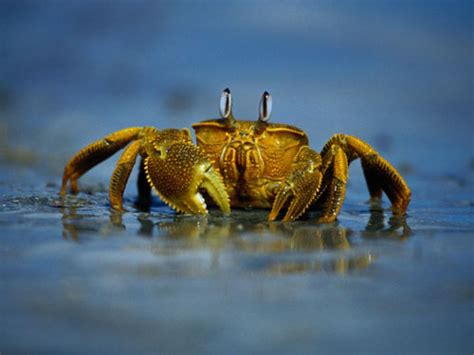 圣诞岛：六成华人只有30%承认祖先，螃蟹满地爬却不让吃
