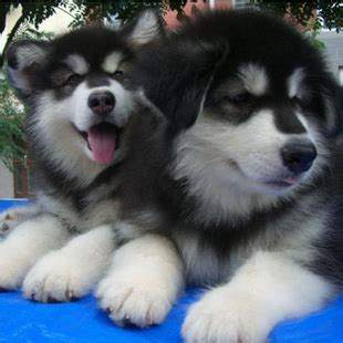 阿拉斯加犬幼犬售巨型灰桃阿拉斯加犬红色阿拉斯加宠物狗狗活体-淘宝网