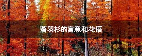 落羽杉的寓意和花语-种植技术-中国花木网
