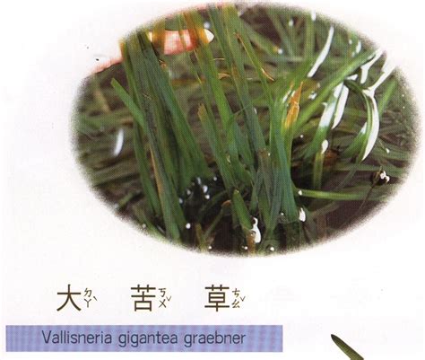 苦草属（Vallisneria）植物的生态学研究概况 - 水治理工程技术研究