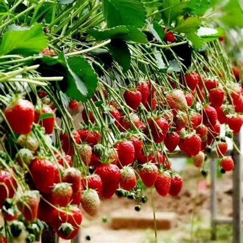 无土栽培草莓立体种植 ，选择“蔬乐管”！-江苏荣诚农业科技发展有限公司