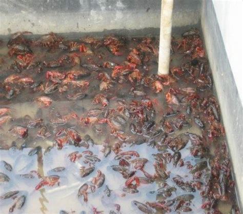 小龙虾养殖基地在哪里莱芜出售优质龙虾苗_小龙虾养殖基地在_虾苗繁殖基地