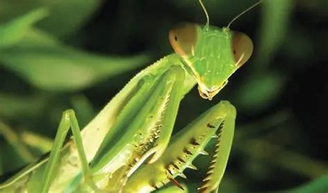 螳螂喜欢吃什么 - 生活百科 - 微文网(维文网)