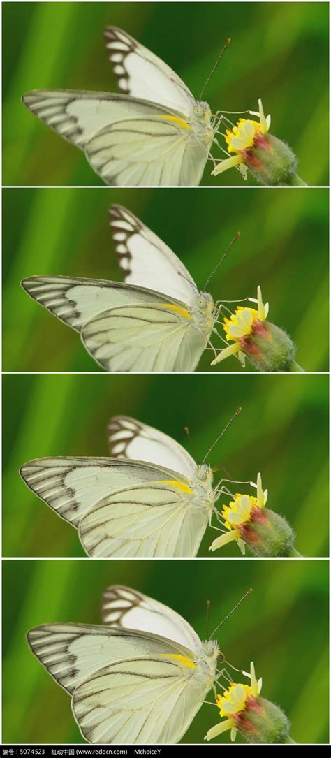 【蝴蝶百科】蝴蝶的一生变化
