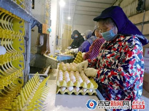 吉安县：“公司+合作社+农户模式”蛋鸡养殖模式效益好_吉安新闻网