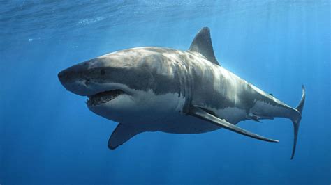 Ausgewachsener männlicher weißer Hai Foto & Bild | tiere, wildlife ...