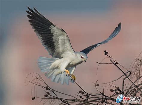 城市环境“投票” 数十万只鸟儿把票“投给”了晋江 - 城事要闻 - 东南网泉州频道