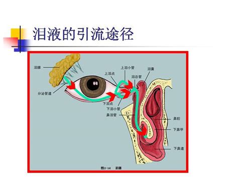 天津市眼科医院--图说-----泪道阻塞性疾病的发病机制和治疗方法选择