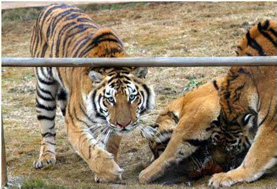 东北虎在动物园内遭猎杀剥皮 虎头被砍下带走_新闻中心_新浪网