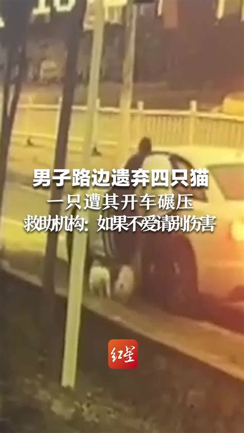 男子在救助机构前遗弃四只猫，一只遭其开车碾压，救助机构：如果不爱请别伤害_凤凰网视频_凤凰网