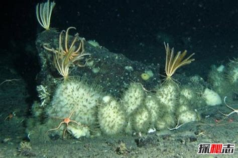 世界上最长的水母 北极霞水母(触须可伸长至40多米)_探秘志