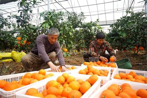 浙江湖州：“红美人”柑橘迎丰收-人民图片网