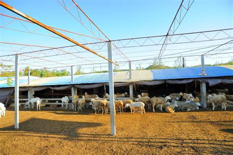 这是韩国江原道的一个养羊场高清图片下载-正版图片503891012-摄图网