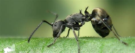 蚂蚁筑巢图片下载 - 觅知网