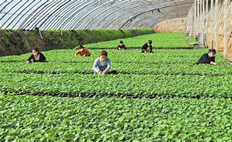 青岛青鑫源蔬菜合作社，有自己的场地，代办十年多的经验，有需要的客户联 - 绿果网
