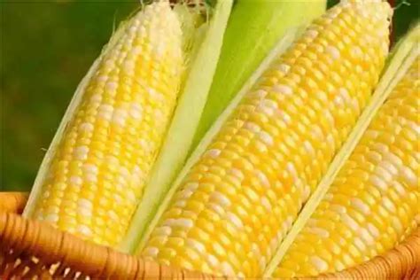 玉米价格上涨“疯狂”，背后原因找到了，农民朋友别囤积了__财经头条