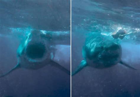 美媒：水下摄影师近距离拍到大白鲨张大嘴捕食画面