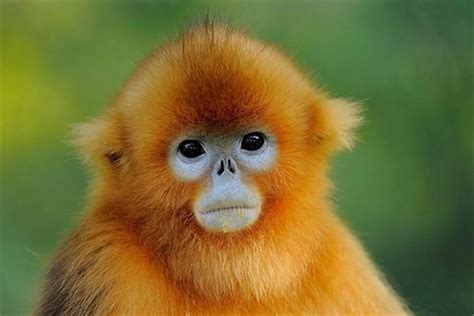 母猴和小猴高清图片下载_红动中国