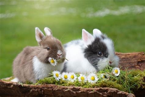 兔妈妈生了5只颜色各异的兔宝宝！小小的兔宝宝在抢奶喝！_新浪新闻