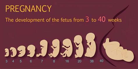 胎儿在肚子里的样子 胎儿5个月在腹中姿势_华夏智能网