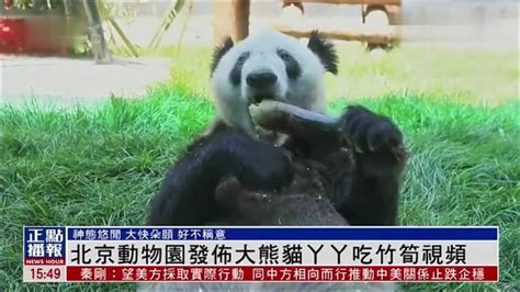 北京动物园发布大熊猫丫丫吃竹笋视频_凤凰网视频_凤凰网