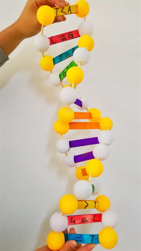 高一生物备课组举办“DNA双螺旋结构模型制作”比赛 - 安徽省郎溪中学