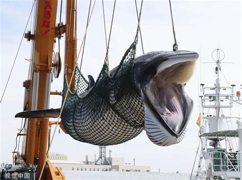 比蓝鲸大100倍，北海巨妖克拉肯是否真实存在？_腾讯视频