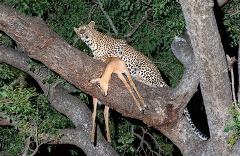 南非萨比沙禁猎区狮子上树抢食花豹盘中餐 - 神秘的地球 科学|自然|地理|探索