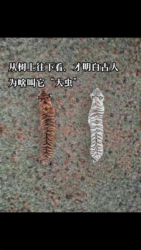 熊出没全集：小老虎别害怕，我们是来找一个叫虎妞的东北虎_腾讯视频