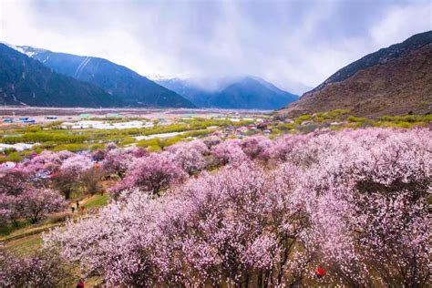 林芝桃花节来了！下个月来西藏邂逅中国最美春天 - 旅行攻略 - 新湖南