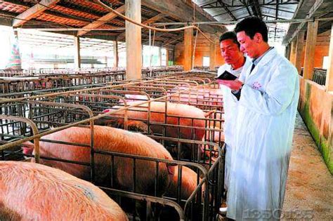 大学生回乡创业学养猪_养猪信息_中国保健养猪网