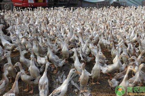 养一千只鸭子的利润 - 惠农网