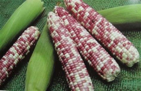 玉米常见的种类及图片-农百科