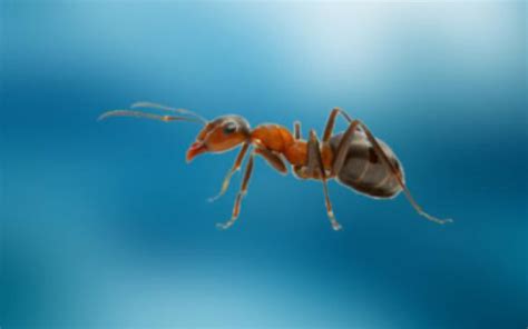 最危险的5种蚂蚁，所过之处再无生物，第一名已成灾