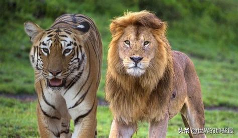 狮子和老虎全方面对比|老虎|狮子|雄狮_新浪新闻
