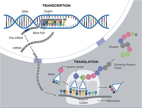 mRNA 序列设计 | 如何进行密码子优化_生物研究_实用技巧_科研星球