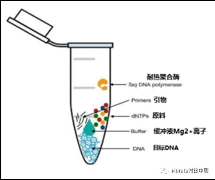 实时荧光定量PCR实验服务_分子生物学实验-上海研谨生物科技有限公司
