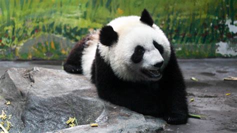 大熊猫福宝 - 堆糖，美图壁纸兴趣社区